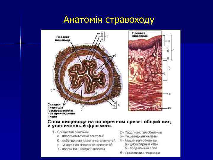 Анатомія стравоходу 