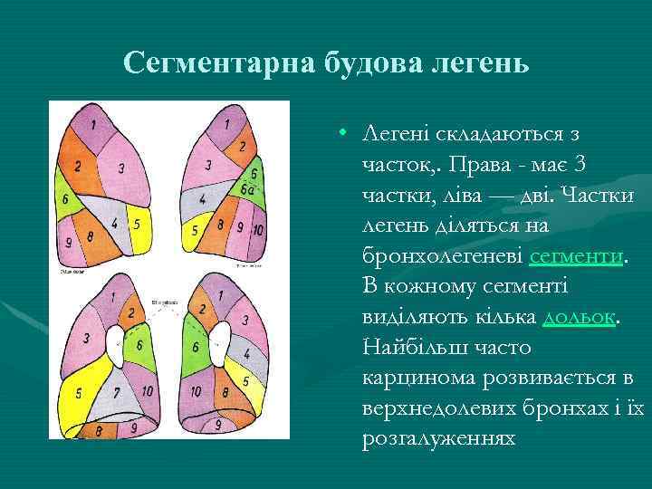 Сегментарна будова легень • Легені складаються з часток, . Права - має 3 частки,