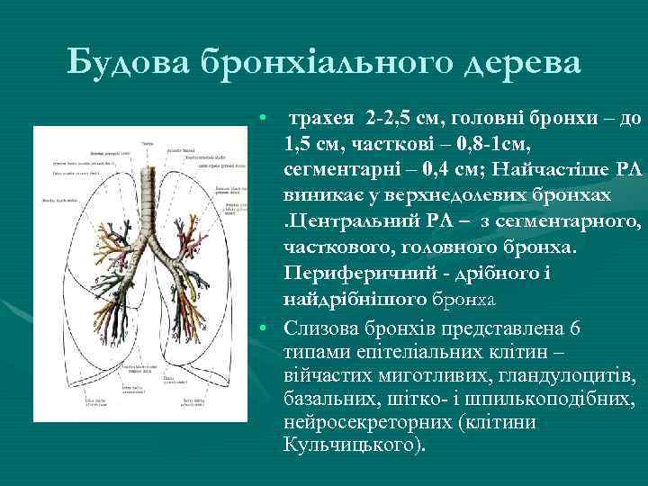 Будова бронхіального дерева • трахея 2 -2, 5 см, головні бронхи – до 1,