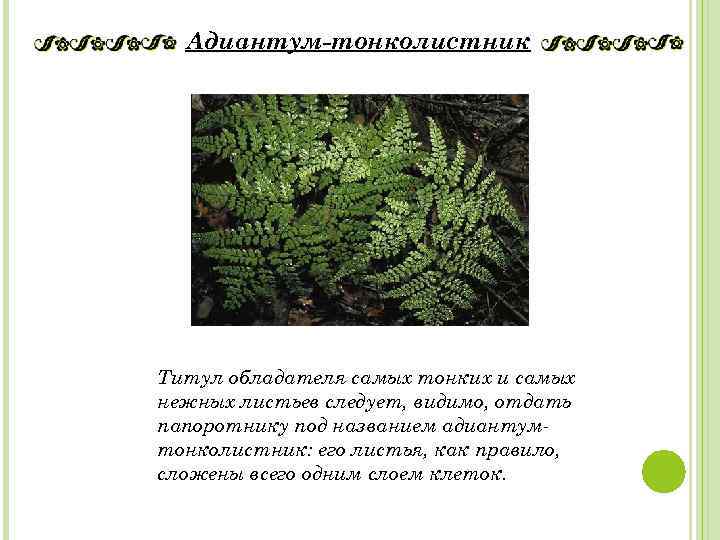 Адиантум-тонколистник Титул обладателя самых тонких и самых нежных листьев следует, видимо, отдать папоротнику под