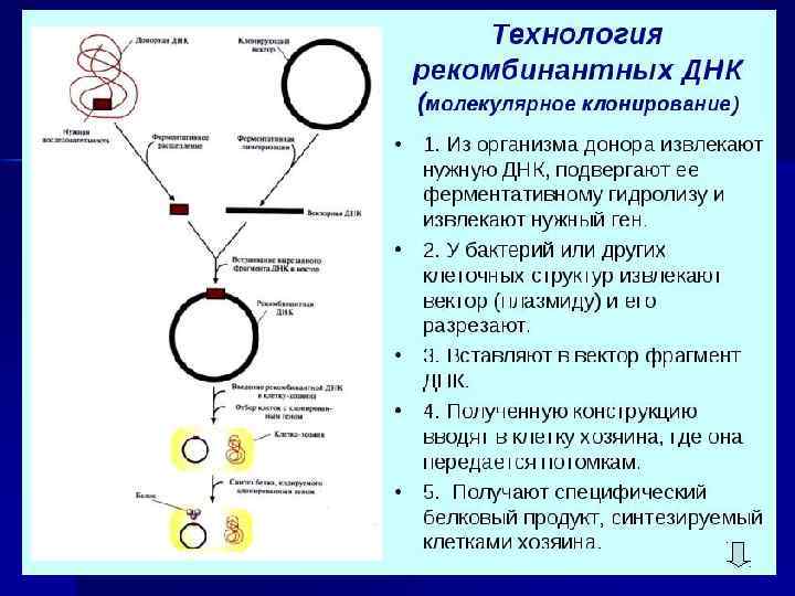 Современные биотехнологии презентация