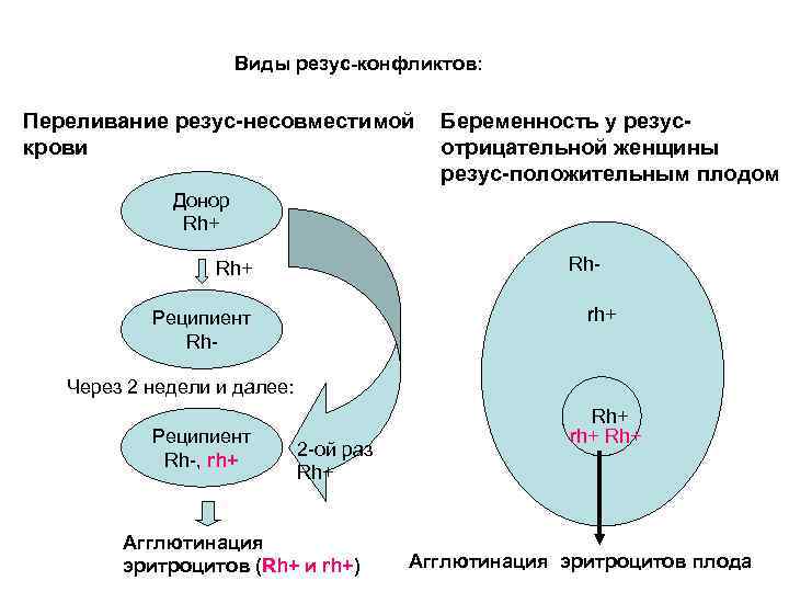 Виды резус-конфликтов: Переливание резус-несовместимой крови Беременность у резусотрицательной женщины резус-положительным плодом Донор Rh+ Rh-