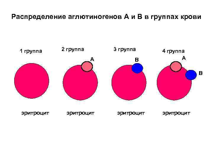 Распределение аглютиногенов А и В в группах крови 1 группа 2 группа 3 группа