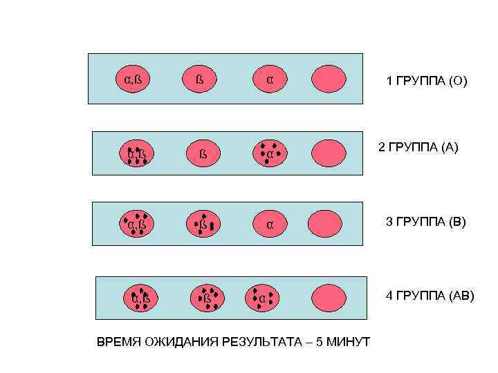 α, ß ß α ВРЕМЯ ОЖИДАНИЯ РЕЗУЛЬТАТА – 5 МИНУТ 1 ГРУППА (О) 2