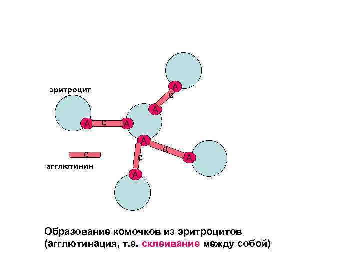 А α эритроцит А А α агглютинин α α А А Образование комочков из