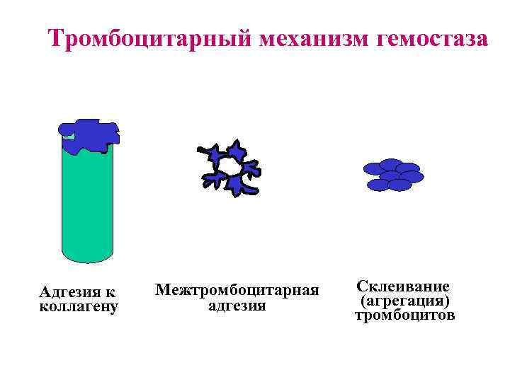 Тромбоцитарный механизм гемостаза Адгезия к коллагену Межтромбоцитарная адгезия Склеивание (агрегация) тромбоцитов 