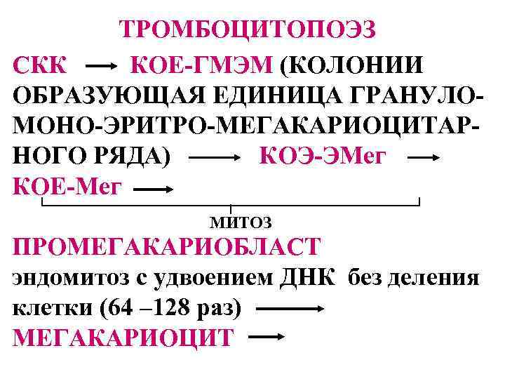 ТРОМБОЦИТОПОЭЗ СКК КОЕ-ГМЭМ (КОЛОНИИ ОБРАЗУЮЩАЯ ЕДИНИЦА ГРАНУЛОМОНО-ЭРИТРО-МЕГАКАРИОЦИТАРНОГО РЯДА) КОЭ-ЭМег КОЕ-Мег МИТОЗ ПРОМЕГАКАРИОБЛАСТ эндомитоз с