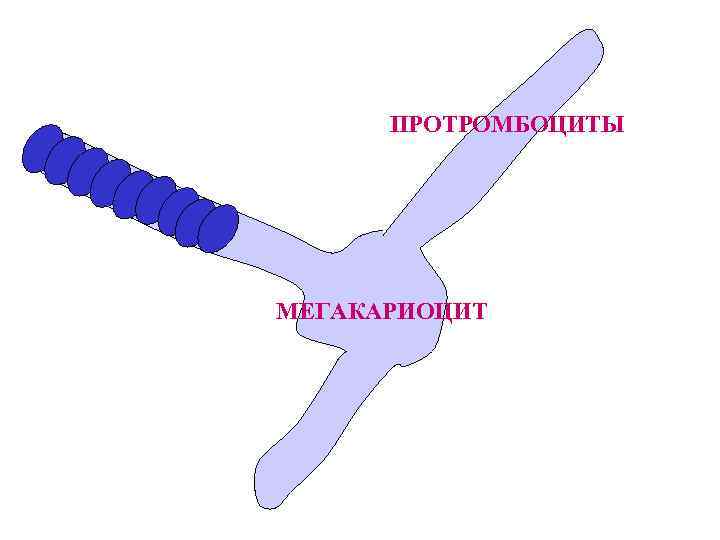 ПРОТРОМБОЦИТЫ МЕГАКАРИОЦИТ 