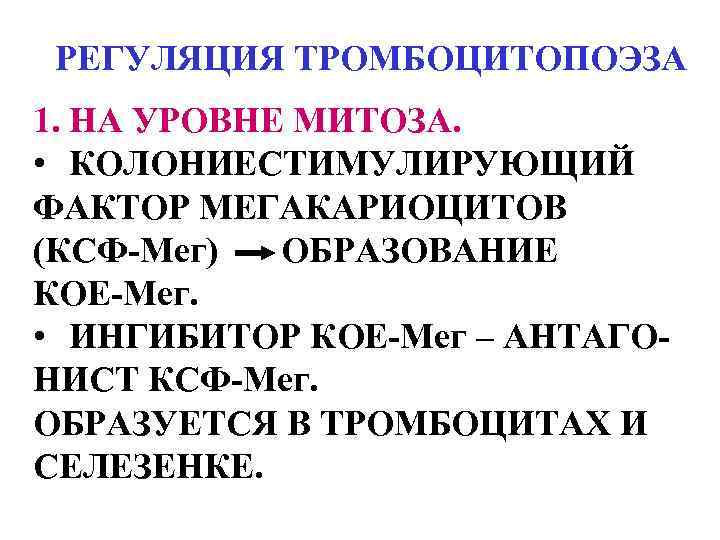 РЕГУЛЯЦИЯ ТРОМБОЦИТОПОЭЗА 1. НА УРОВНЕ МИТОЗА. • КОЛОНИЕСТИМУЛИРУЮЩИЙ ФАКТОР МЕГАКАРИОЦИТОВ (КСФ-Мег) ОБРАЗОВАНИЕ КОЕ-Мег. •
