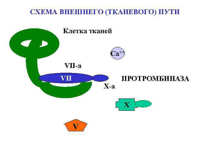 СХЕМА ВНЕШНЕГО (ТКАНЕВОГО) ПУТИ Клетка тканей Са++ VII-a VII X-a ПРОТРОМБИНАЗА X V 