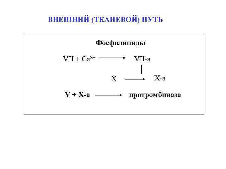 ВНЕШНИЙ (ТКАНЕВОЙ) ПУТЬ Фосфолипиды VII + Ca 2+ VII-a X V + X-a протромбиназа