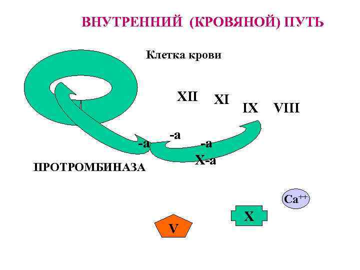 ВНУТРЕННИЙ (КРОВЯНОЙ) ПУТЬ Клетка крови XII -a -a ПРОТРОМБИНАЗА XI IX VIII -a X-a