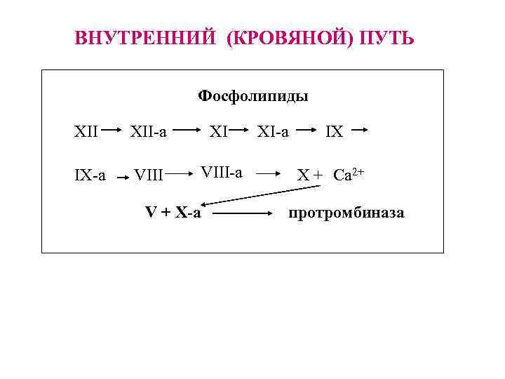 ВНУТРЕННИЙ (КРОВЯНОЙ) ПУТЬ Фосфолипиды XII-a XI IX-a VIII-a V + X-a XI-a IX X