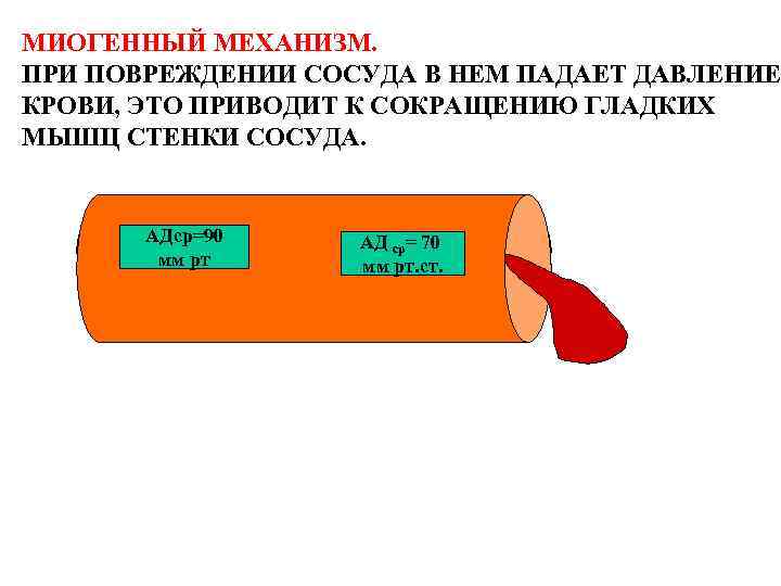 МИОГЕННЫЙ МЕХАНИЗМ. ПРИ ПОВРЕЖДЕНИИ СОСУДА В НЕМ ПАДАЕТ ДАВЛЕНИЕ КРОВИ, ЭТО ПРИВОДИТ К СОКРАЩЕНИЮ
