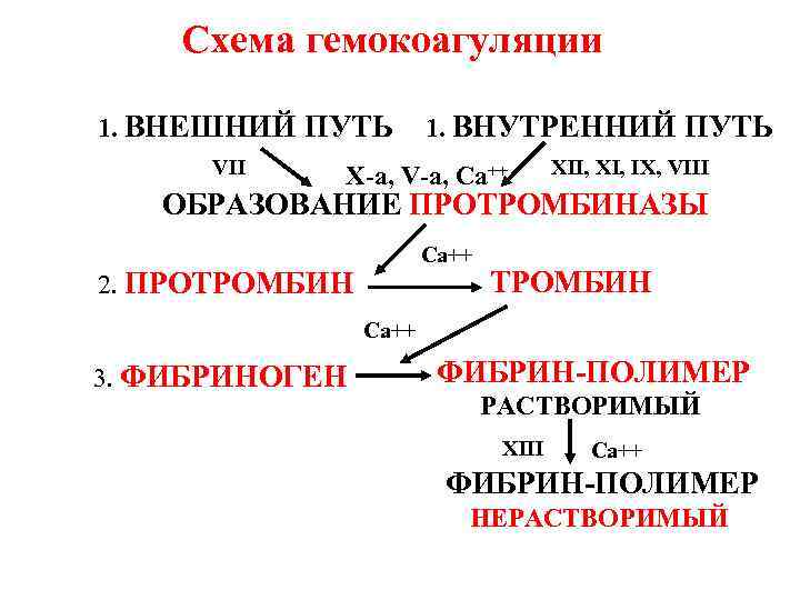 Схема гемокоагуляции 1. ВНЕШНИЙ ПУТЬ VII 1. ВНУТРЕННИЙ ПУТЬ Х-а, V-а, Са++ ХII, ХI,