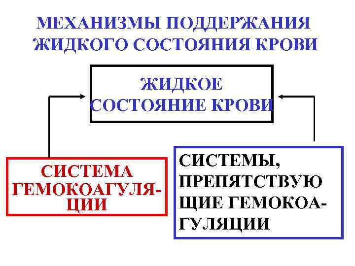 МЕХАНИЗМЫ ПОДДЕРЖАНИЯ ЖИДКОГО СОСТОЯНИЯ КРОВИ ЖИДКОЕ СОСТОЯНИЕ КРОВИ СИСТЕМЫ, СИСТЕМА ПРЕПЯТСТВУЮ ГЕМОКОАГУЛЯЩИЕ ГЕМОКОАЦИИ ГУЛЯЦИИ