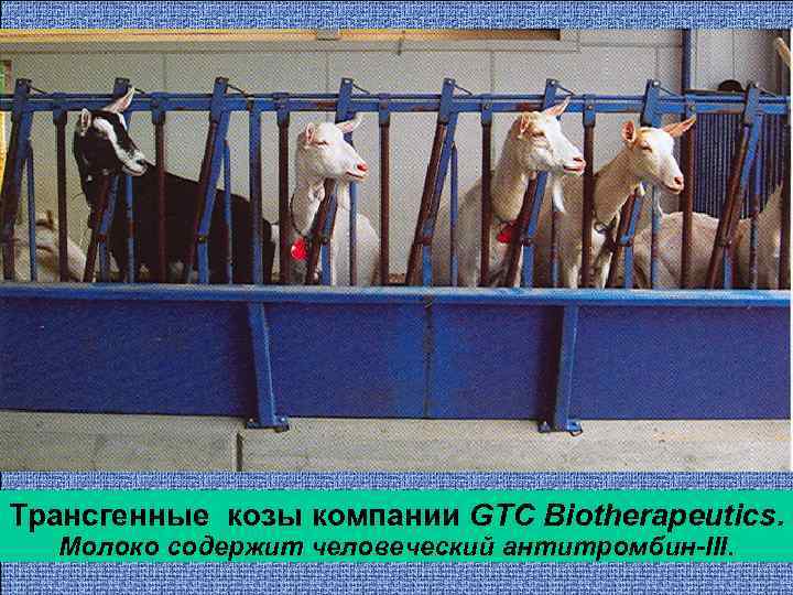 Трансгенные козы компании GTC Biotherapeutics. Молоко содержит человеческий антитромбин-III. 