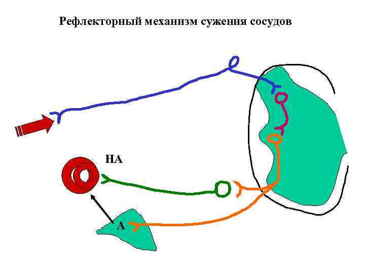 Рефлекторный механизм сужения сосудов НА А 