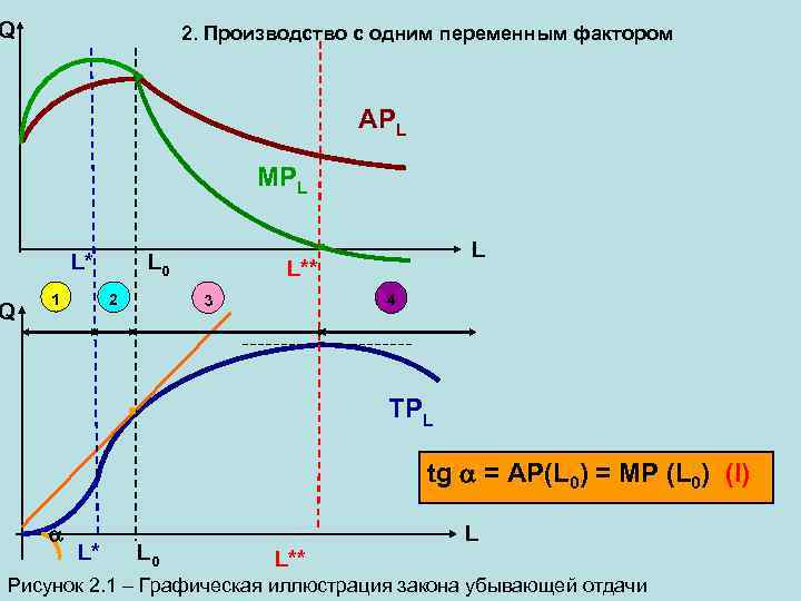 Q 2. Производство с одним переменным фактором APL MPL L* Q 1 L 0