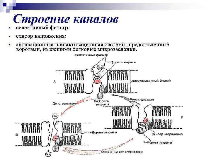 § § § Строение каналов селективный фильтр; сенсор напряжения; активационная и инактивационная системы, представленные