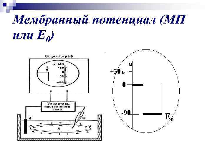 Мембранный потенциал (МП или Е 0) м +30 в 0 -90 Ео 