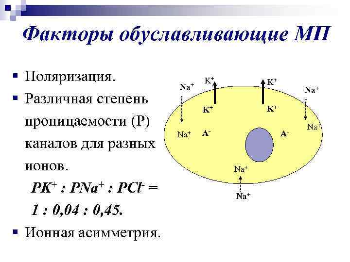 Факторы обуславливающие МП § Поляризация. § Различная степень проницаемости (Р) каналов для разных ионов.