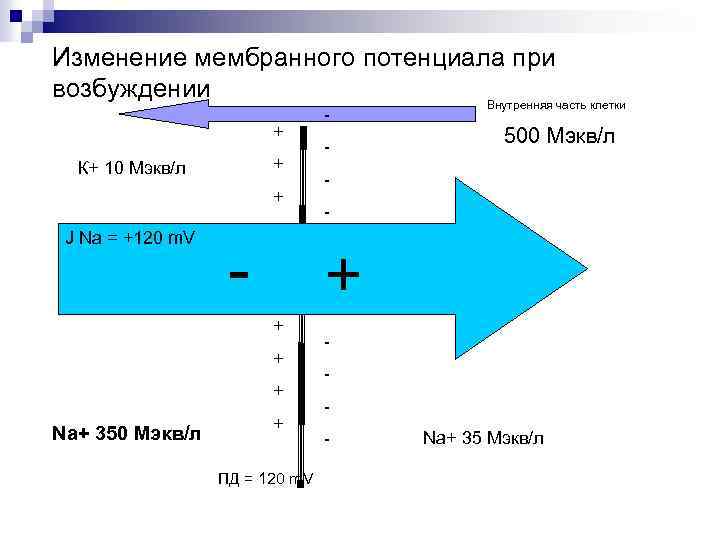 Изменение мембранного потенциала при возбуждении Внутренняя часть клетки + + К+ 10 Мэкв/л +
