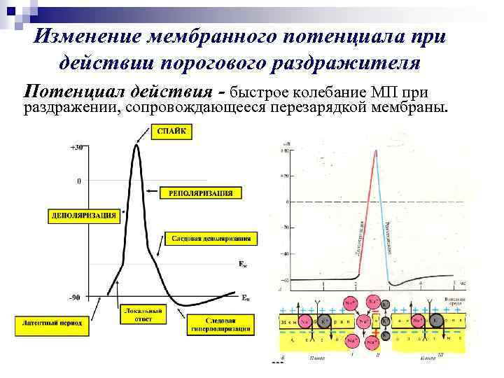 Изменение мембранного потенциала при действии порогового раздражителя Потенциал действия - быстрое колебание МП при