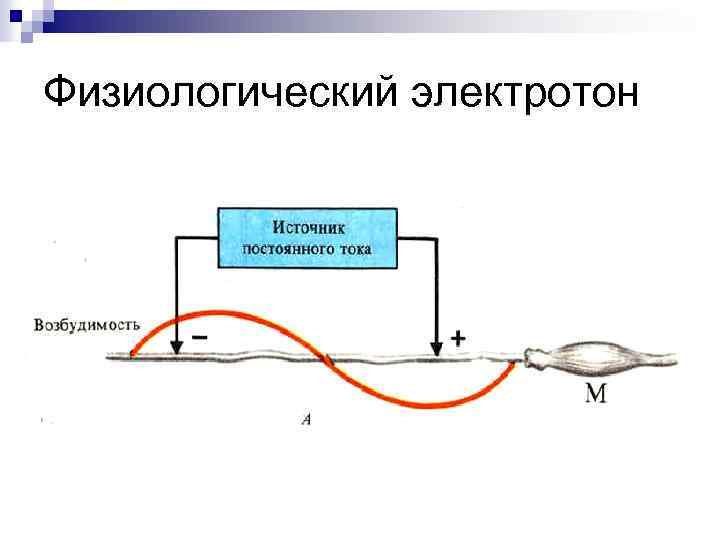 Физиологический электротон 