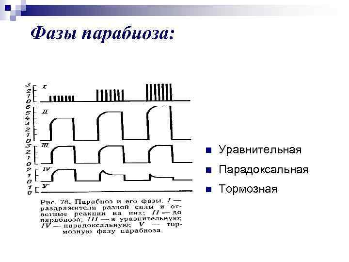 Фазы парабиоза: n Уравнительная n Парадоксальная n Тормозная 