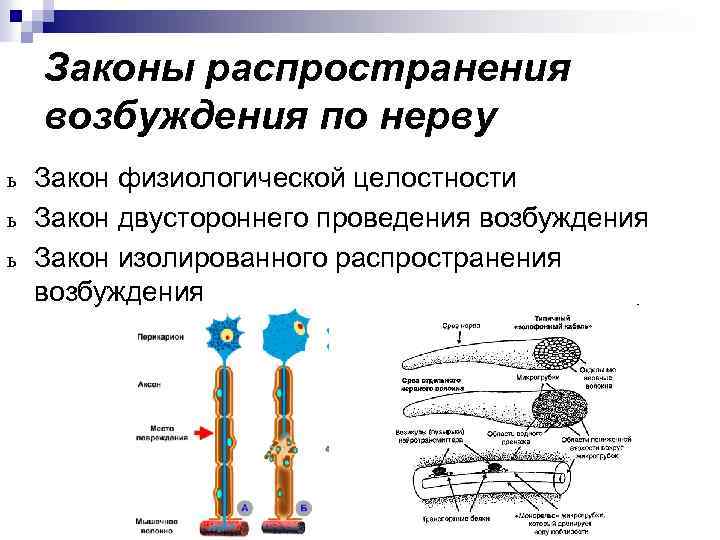 Законы распространения возбуждения по нерву ь ь ь Закон физиологической целостности Закон двустороннего проведения