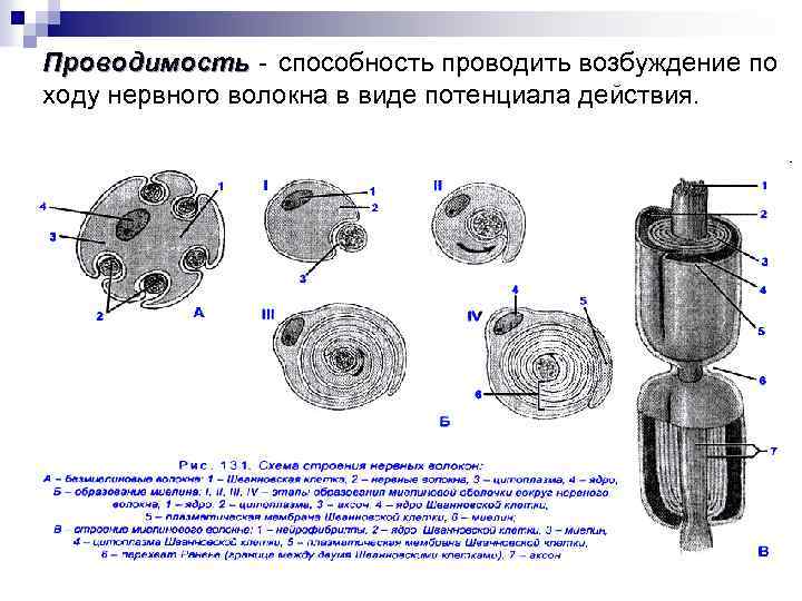 Проводимость - способность проводить возбуждение по ходу нервного волокна в виде потенциала действия. 