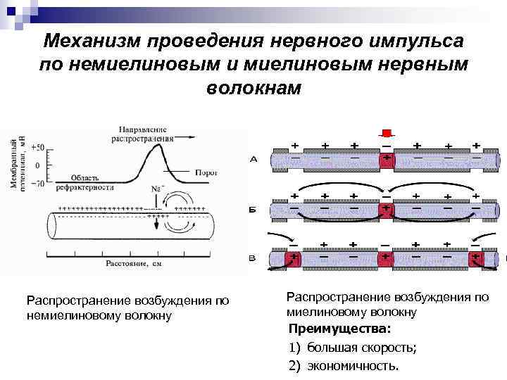 Механизм проведения нервного импульса по немиелиновым и миелиновым нервным волокнам Распространение возбуждения по немиелиновому