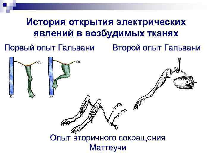 История открытия электрических явлений в возбудимых тканях Первый опыт Гальвани Второй опыт Гальвани Опыт