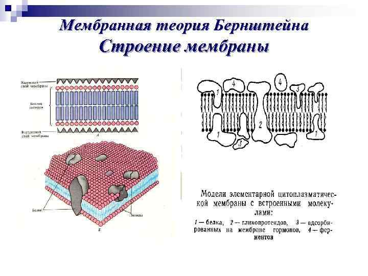 Мембранная теория Бернштейна Строение мембраны 
