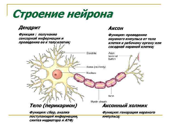 Строение нейрона Дендрит Аксон Функция : получение сенсорной информации и проведение ее к телу