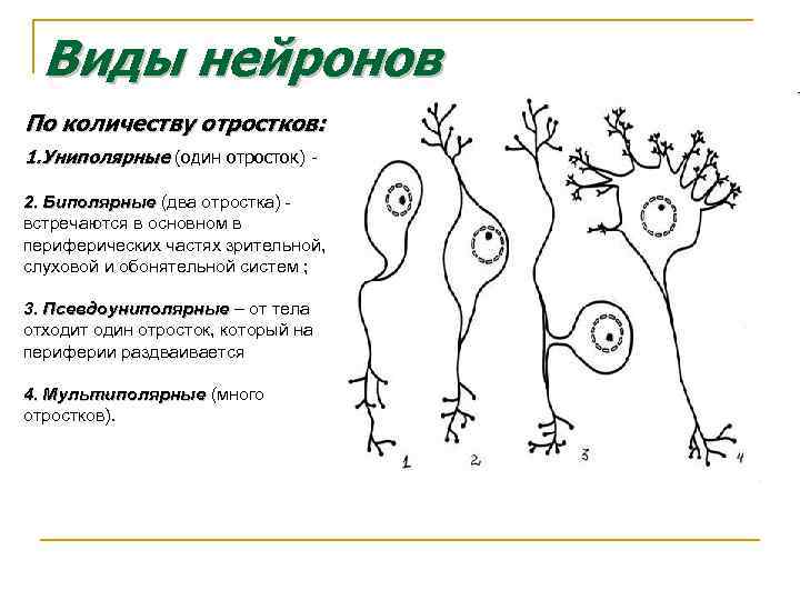 Виды нейронов По количеству отростков: 1. Униполярные (один отросток) 2. Биполярные (два отростка) встречаются