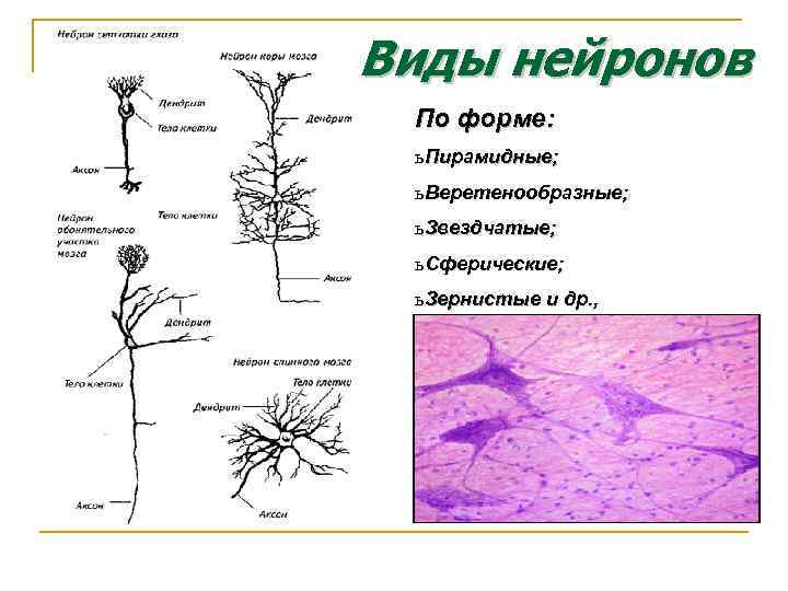 Виды нейронов По форме: ь Пирамидные; ь Веретенообразные; ь Звездчатые; ь Сферические; ь Зернистые