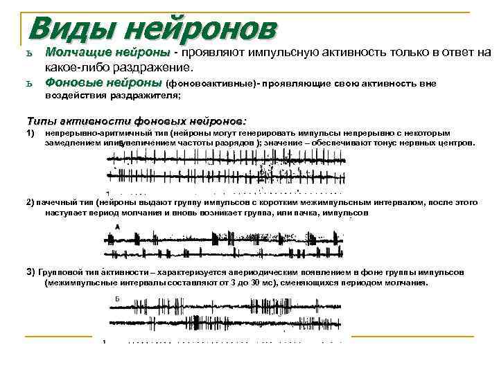 Виды нейронов ь Молчащие нейроны - проявляют импульсную активность только в ответ на какое-либо