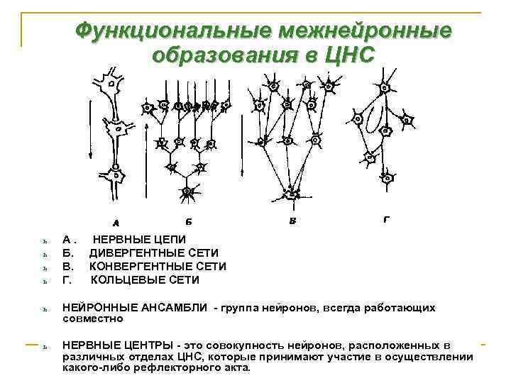 Функциональные межнейронные образования в ЦНС ь ь А. Б. В. Г. НЕРВНЫЕ ЦЕПИ ДИВЕРГЕНТНЫЕ