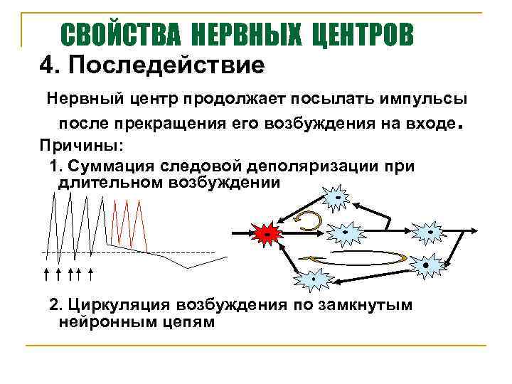 Понятия возбуждения. Последействие нервных центров. Характеристика основных свойств нервных центров. Структура нервного центра физиология. Механизм возбуждения в нервном центре.