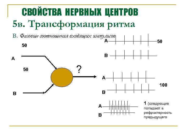 СВОЙСТВА НЕРВНЫХ ЦЕНТРОВ 5 в. Трансформация ритма В. Фазовые соотношения входящих импульсов А 50