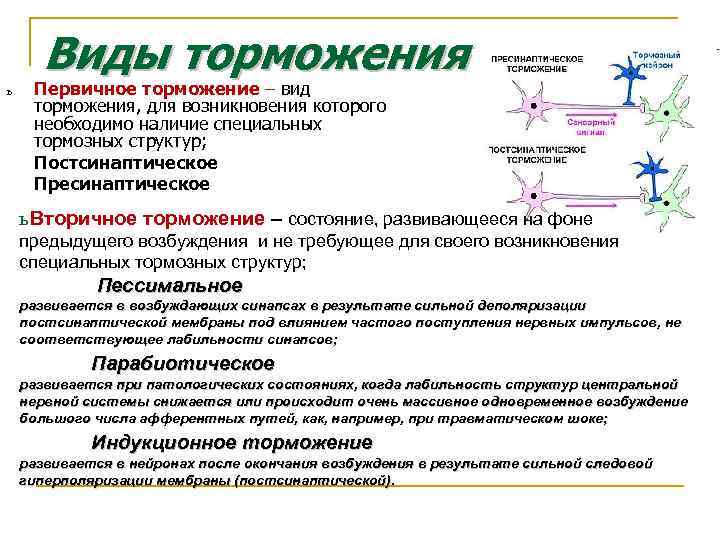 Виды торможения ь Первичное торможение – вид торможения, для возникновения которого необходимо наличие специальных
