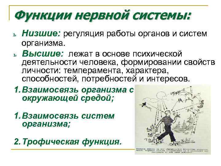 Функции нервной системы: ь Низшие: регуляция работы органов и систем организма. ь Высшие: лежат