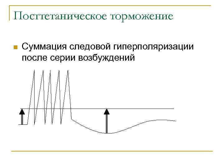 Посттетаническое торможение n Суммация следовой гиперполяризации после серии возбуждений 