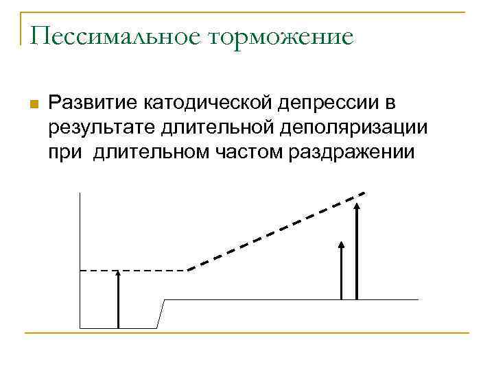 Пессимальное торможение n Развитие катодической депрессии в результате длительной деполяризации при длительном частом раздражении