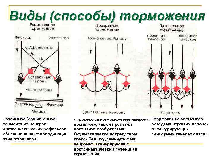 Виды (способы) торможения - взаимное (сопряженное) торможение центров антагонистических рефлексов, обеспечивающее координацию этих рефлексов.