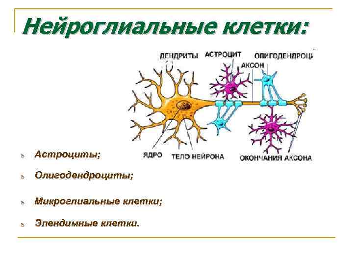 Нейроглиальные клетки: ь Астроциты; ь Олигодендроциты; ь Микроглиальные клетки; ь Эпендимные клетки. 
