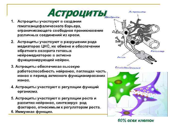 Астроциты мозга. Астроциты функции гистология. Плазматические астроциты строение. Волокнистые астроциты происхождение. Протоплазматические и волокнистые астроциты.