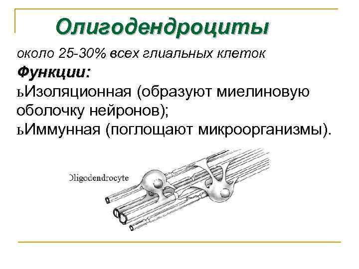 Олигодендроциты около 25 -30% всех глиальных клеток Функции: ь Изоляционная (образуют миелиновую оболочку нейронов);